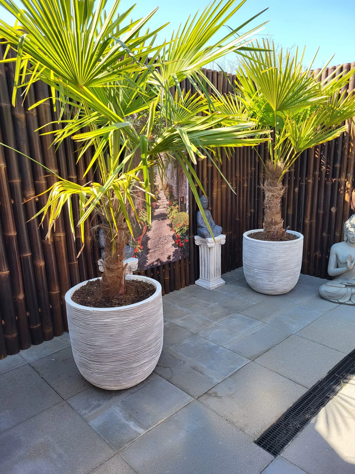 Bamboe schutting Giant dark H 200 x B 180cm - Afbeelding 2