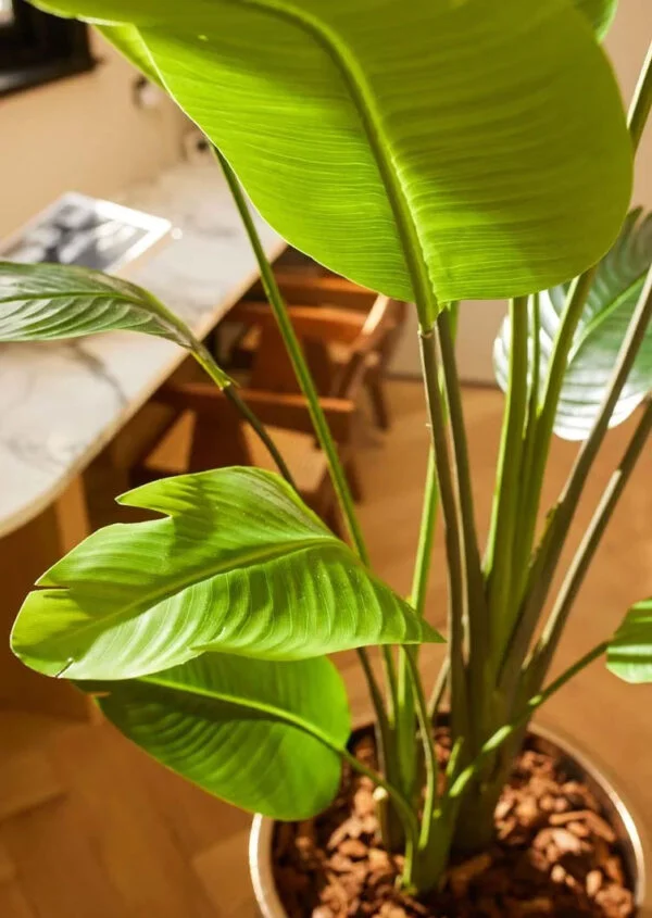 Kunstplant Strelitzia Nicolai 180cm - Afbeelding 3